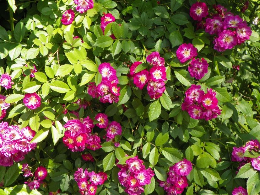 27 mai (129) - Trandafiri 2018 1