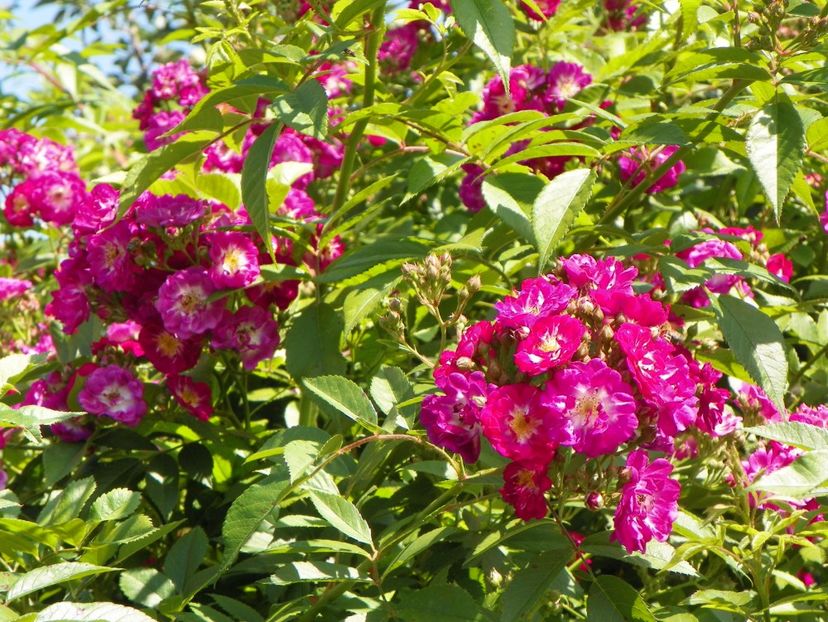 27 mai (130) - Trandafiri 2018 1