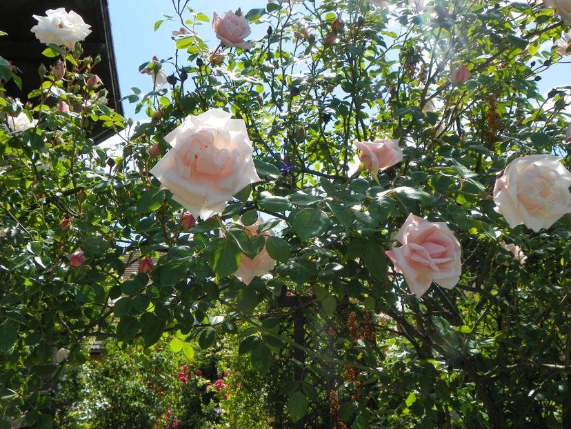 27 mai (133) - Trandafiri 2018 1