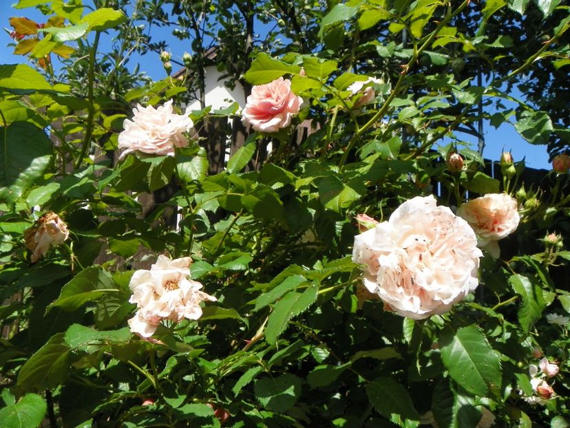 27 mai (136) - Trandafiri 2018 1