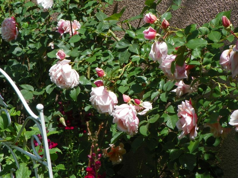 27 mai (141) - Trandafiri 2018 1