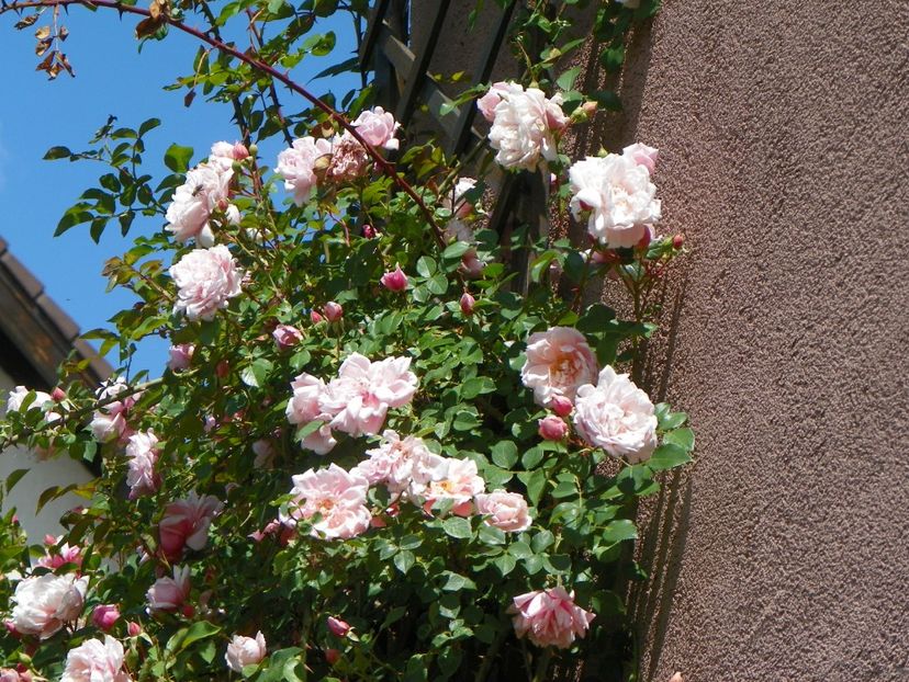 27 mai (142) - Trandafiri 2018 1
