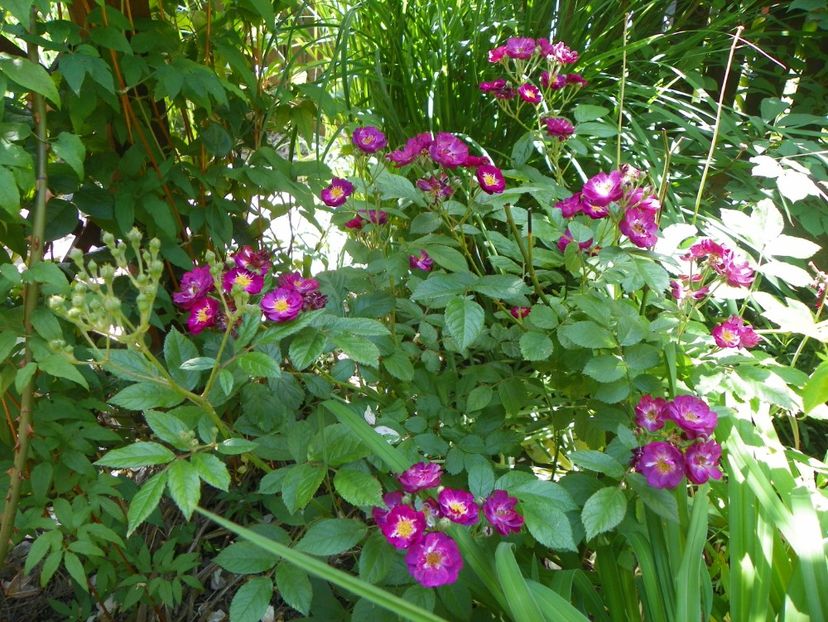 27 mai (145) - Trandafiri 2018 1