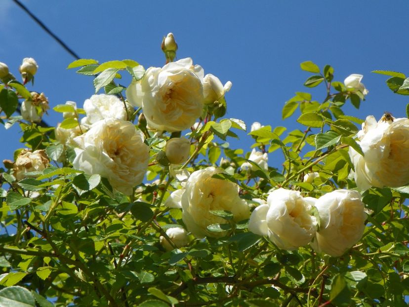 27 mai (147) - Trandafiri 2018 1