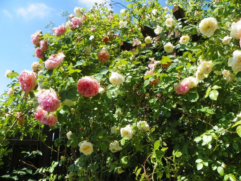 27 mai (148) - Trandafiri 2018 1