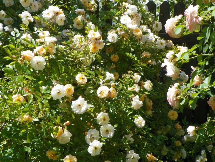 27 mai (149) - Trandafiri 2018 1