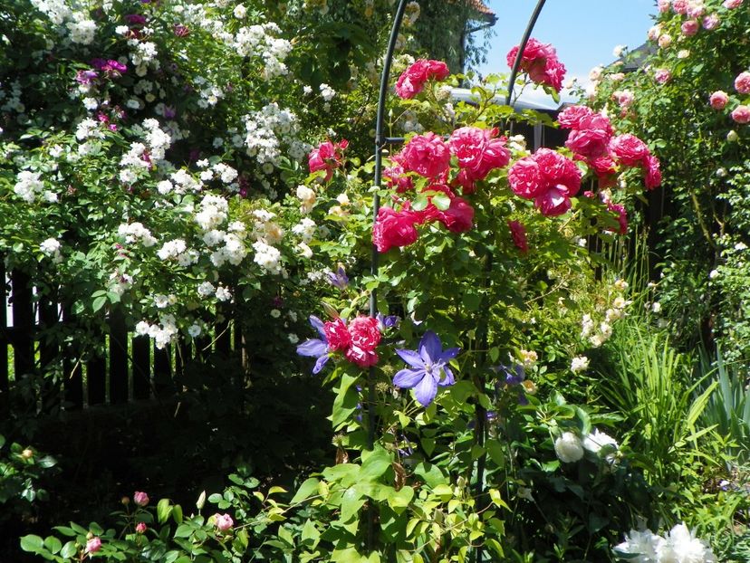 27 mai (153) - Trandafiri 2018 1