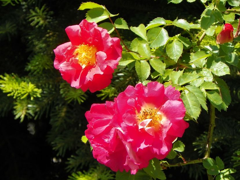 27 mai (155) - Trandafiri 2018 1