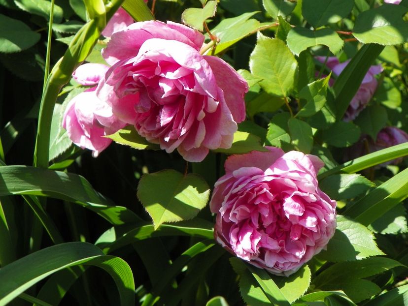 27 mai (158) - Trandafiri 2018 1