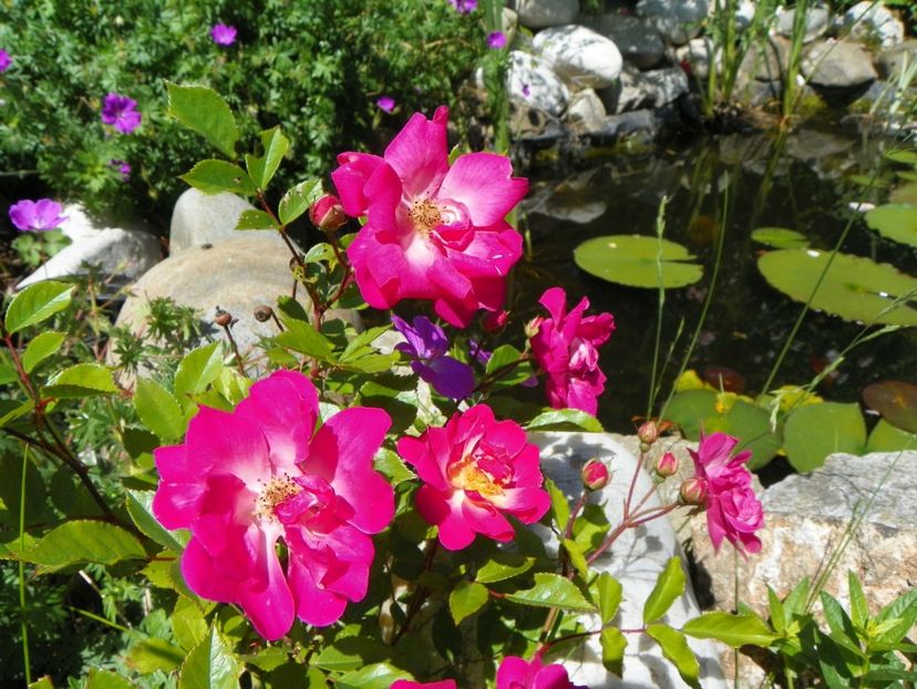 27 mai (160) - Trandafiri 2018 1