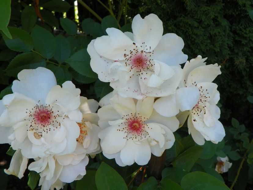 27 mai (164) - Trandafiri 2018 1