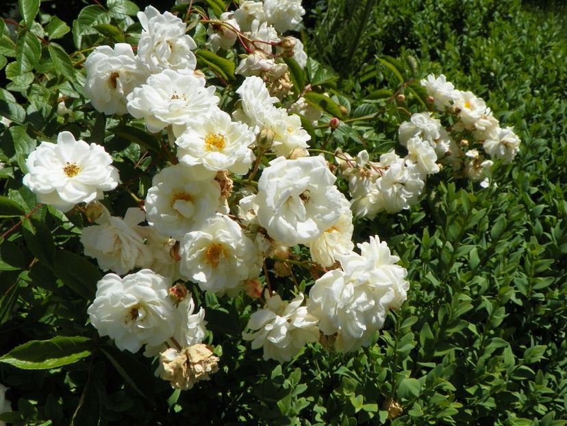 27 mai (165) - Trandafiri 2018 1