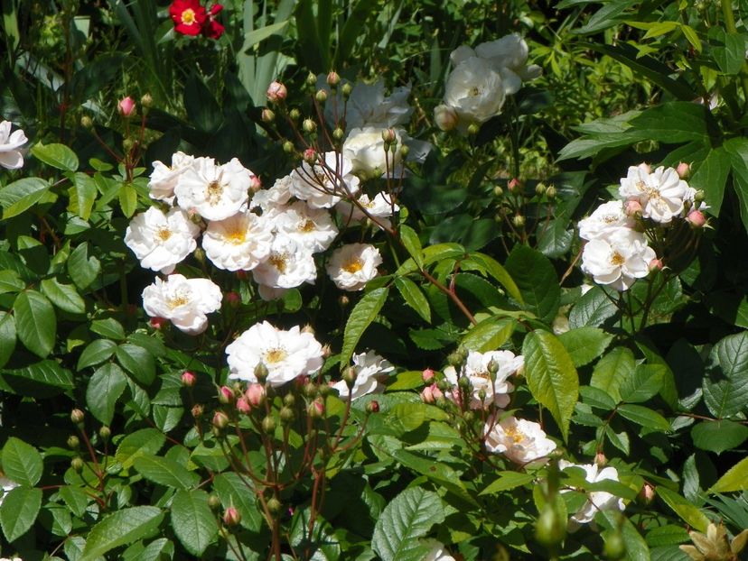 27 mai (172) - Trandafiri 2018 1