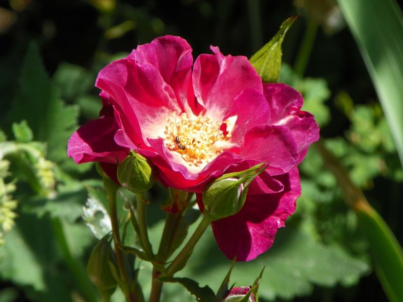 27 mai (174) - Trandafiri 2018 1