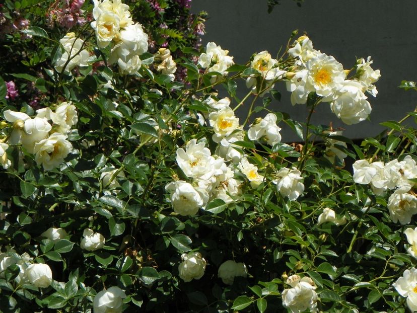 27 mai (176) - Trandafiri 2018 1