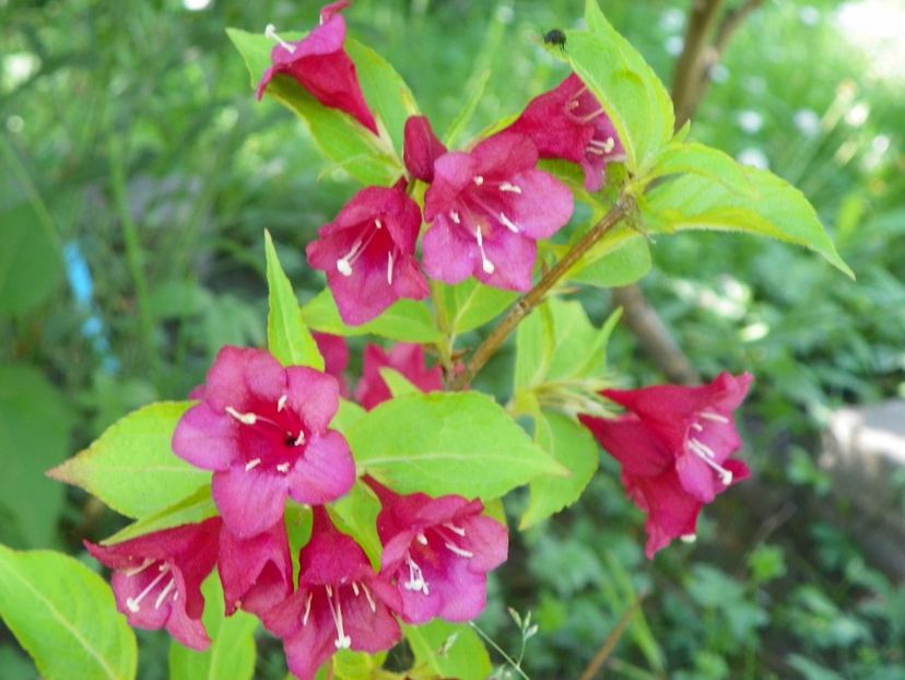 27 mai (162) - Copacei si arbusti 2018