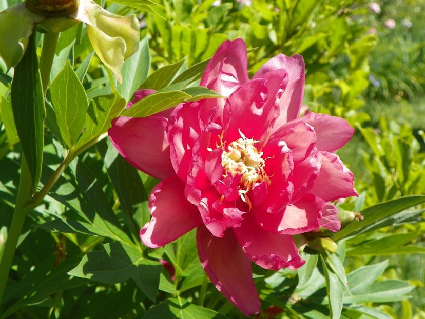 27 mai (161) - Bujori arbustivi si itoh 2018