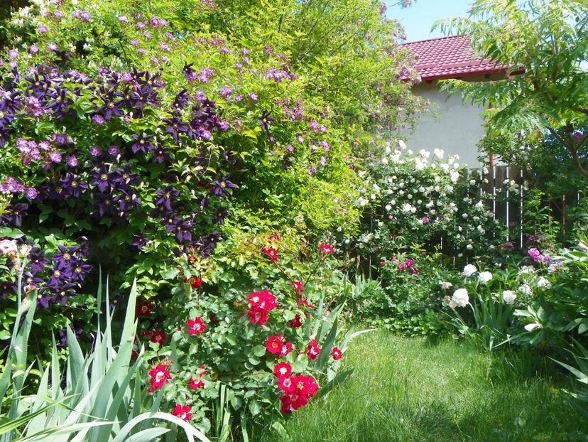 27 mai (29) - Gradina 2018