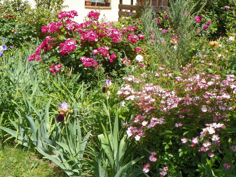 27 mai (53) - Gradina 2018