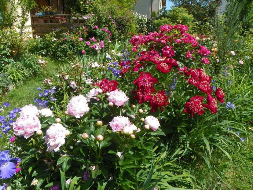 27 mai (73) - Gradina 2018