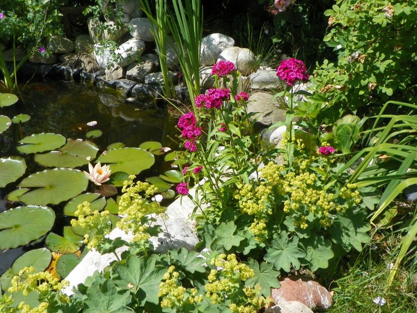 27 mai (76) - Gradina 2018