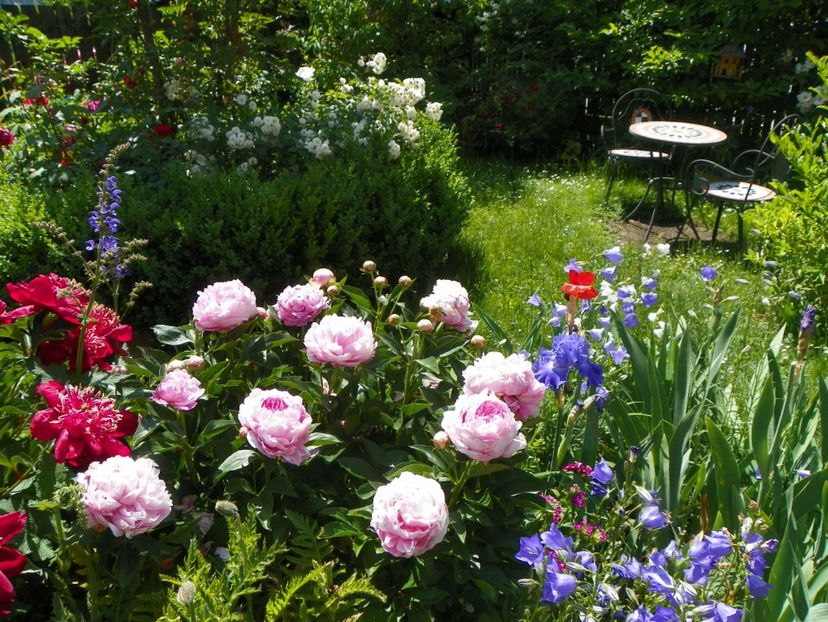 27 mai (77) - Gradina 2018