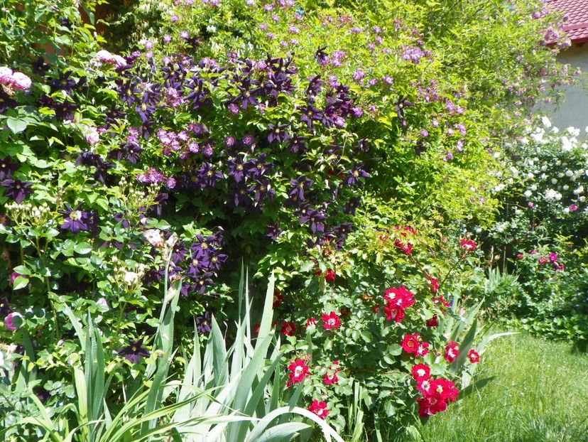 27 mai (84) - Gradina 2018