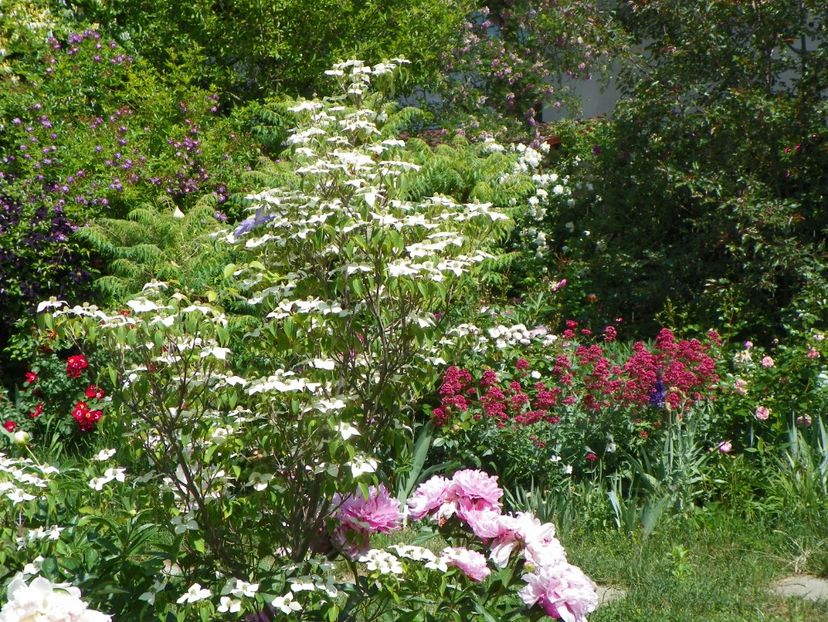 27 mai (93) - Gradina 2018