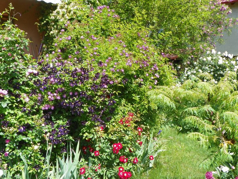 27 mai (97) - Gradina 2018