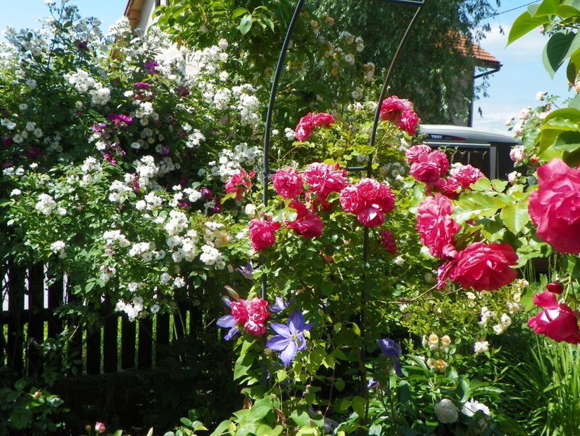 27 mai (101) - Gradina 2018