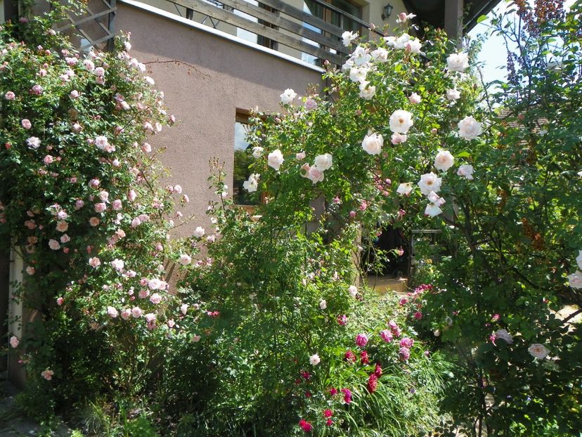 27 mai (132) - Gradina 2018