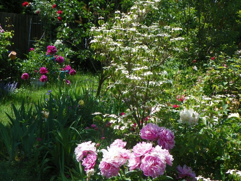 27 mai (173) - Gradina 2018