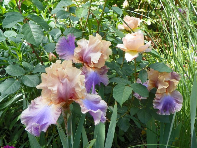 Chasing Rainbows - Irisi 2018