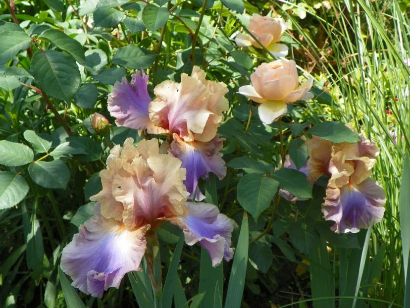 27 mai (94) - Irisi 2018