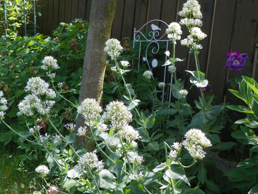 27 mai (46) - Primavara 2018