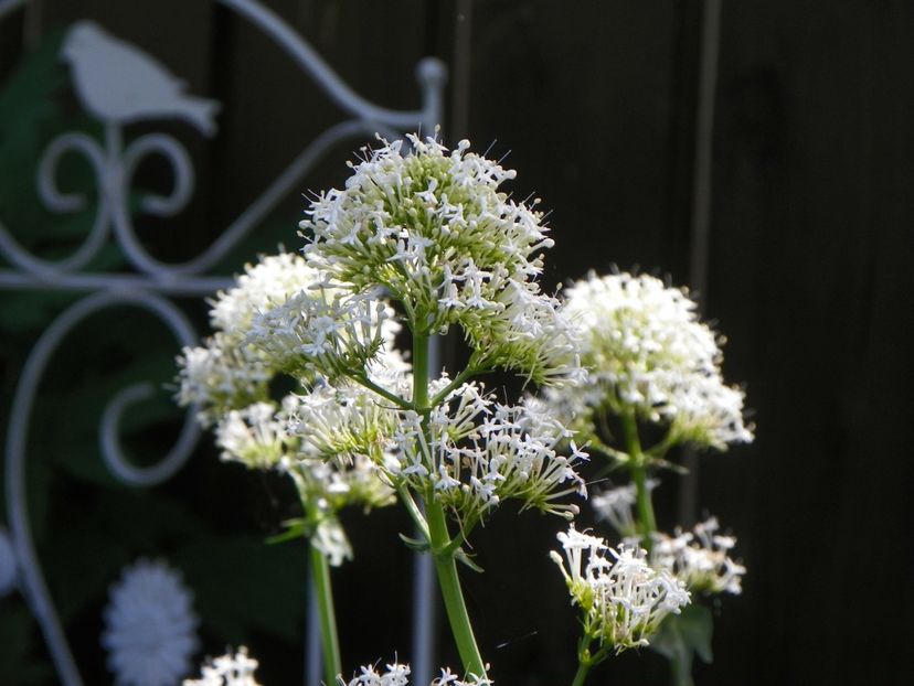 27 mai (47) - Primavara 2018