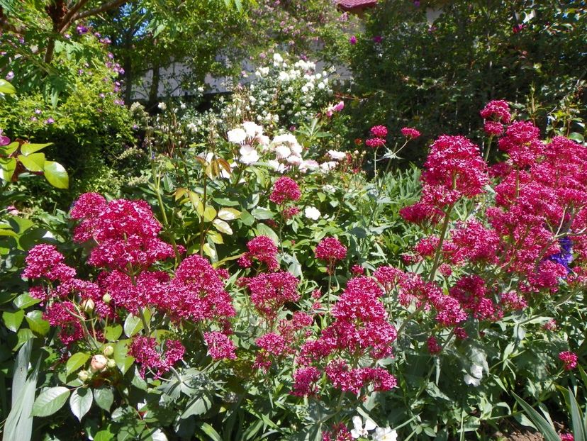 27 mai (86) - Primavara 2018