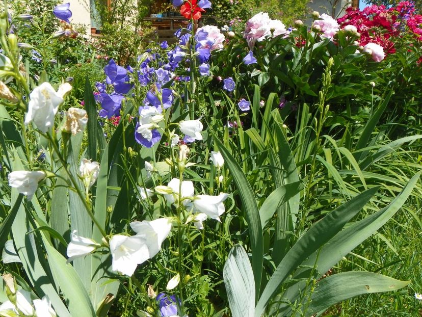 27 mai (157) - Primavara 2018