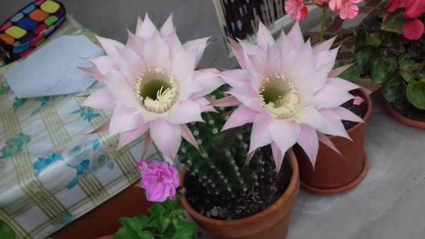 IMG-20180621-WA0033 - Cactusii mei dragalasi Ekinopsis