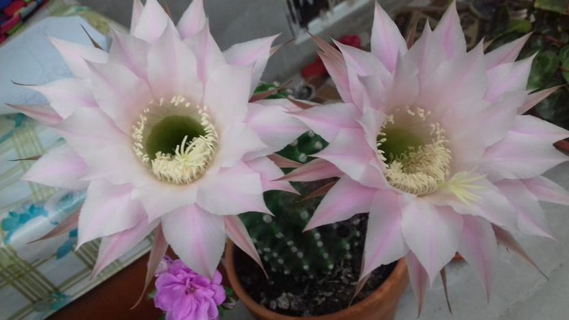 IMG-20180621-WA0032 - Cactusii mei dragalasi Ekinopsis
