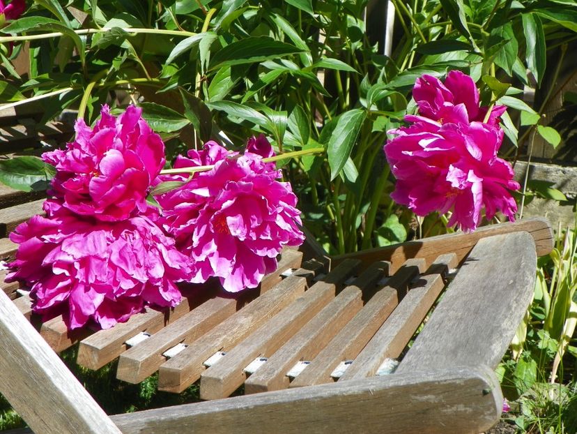 29 mai (5) - Bujori 2018