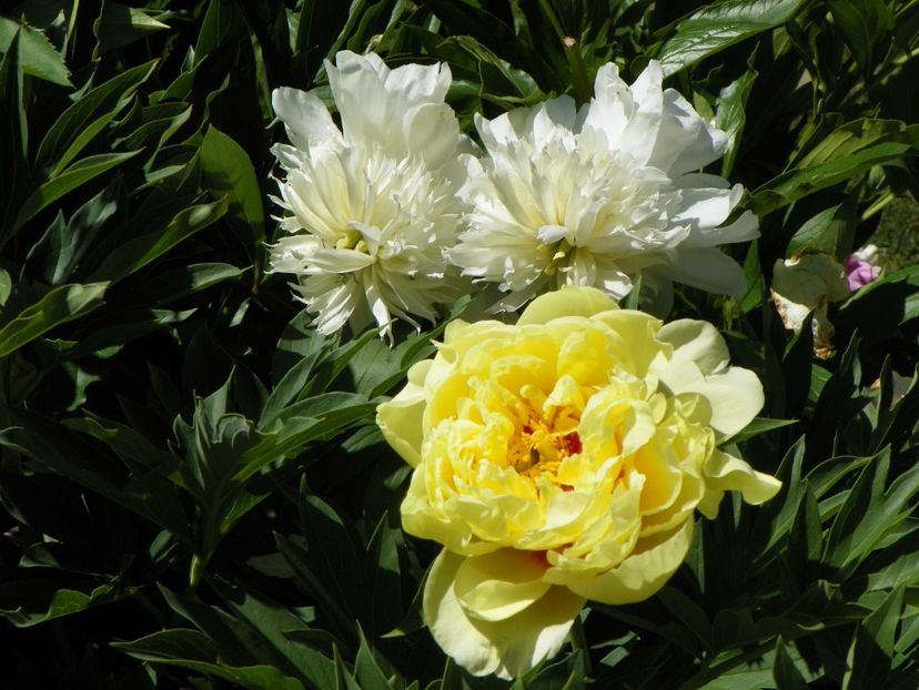 29 mai (11) - Bujori 2018