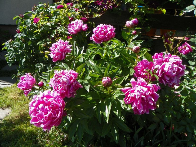 29 mai (42) - Bujori 2018