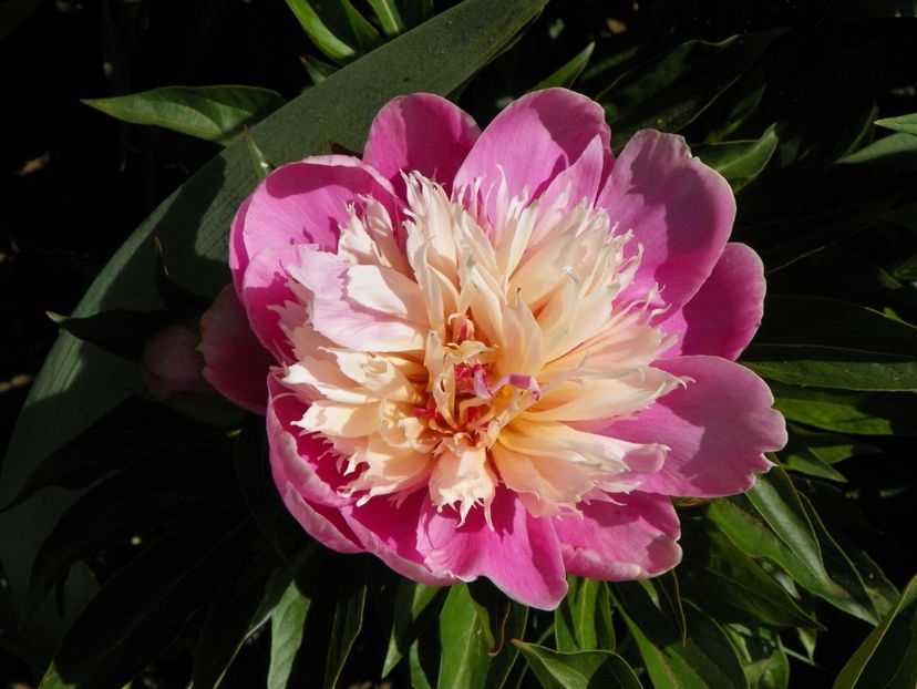 29 mai (49) - Bujori 2018