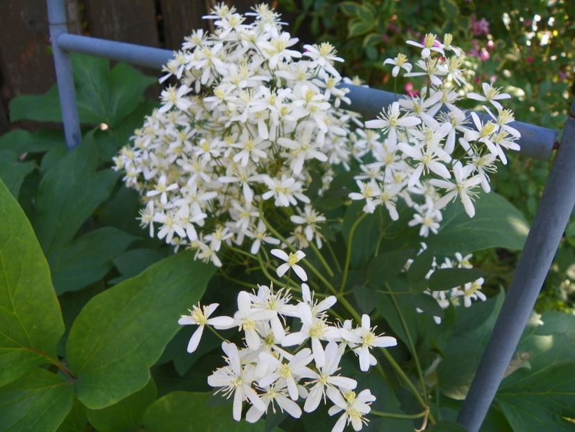 29 mai (1) - Clematite 2018