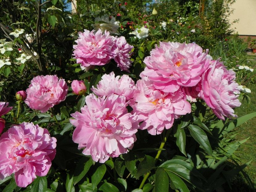 29 mai (55) - Bujori 2018