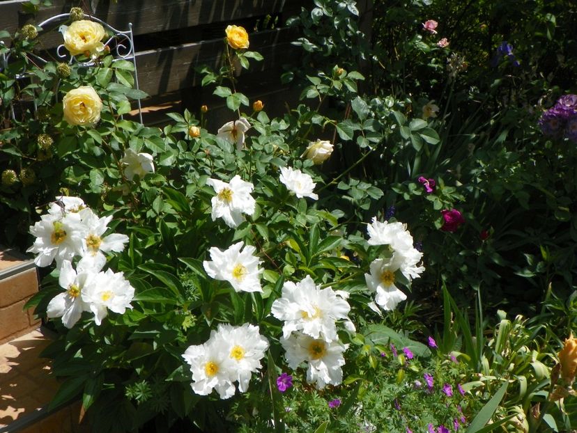 29 mai (132) - Bujori 2018