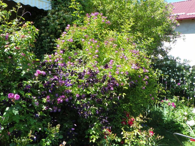 29 mai (12) - Gradina 2018