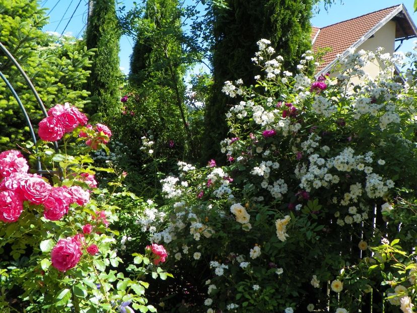 29 mai (17) - Gradina 2018