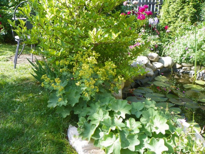 29 mai (62) - Gradina 2018